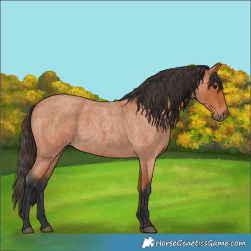 Horse Color:Bay Roan 
