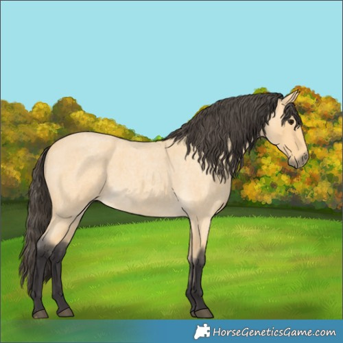 Horse Color:Buckskin Roan 