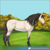Horse Color:Buckskin Roan 