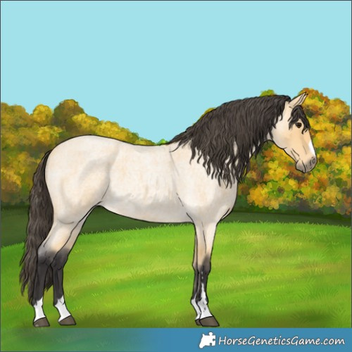 Horse Color:Buckskin Roan 