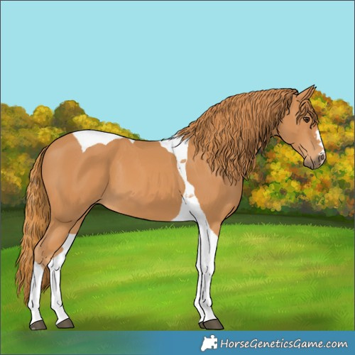 Horse Color:Chestnut Tobiano