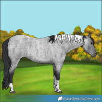Horse Color:Blue Roan Tobiano 
