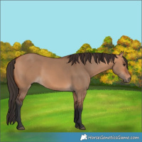 Horse Color:Bay Dun 