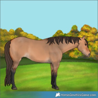 Horse Color:Bay Dun