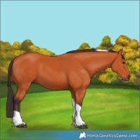 Horse Color:Bay Tobiano 