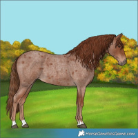 Horse Color:Red Roan