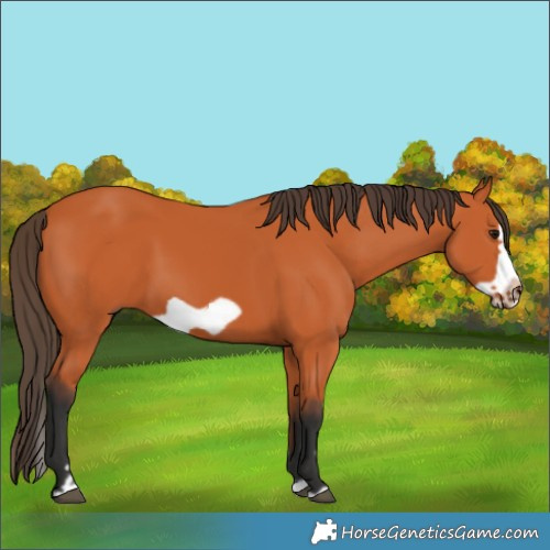 Horse Color:Bay Splash Frame 