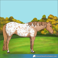 Horse Color:Chestnut Appaloosa 
