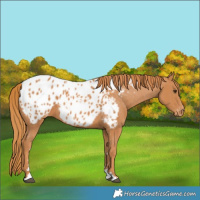 Horse Color:Chestnut Appaloosa 