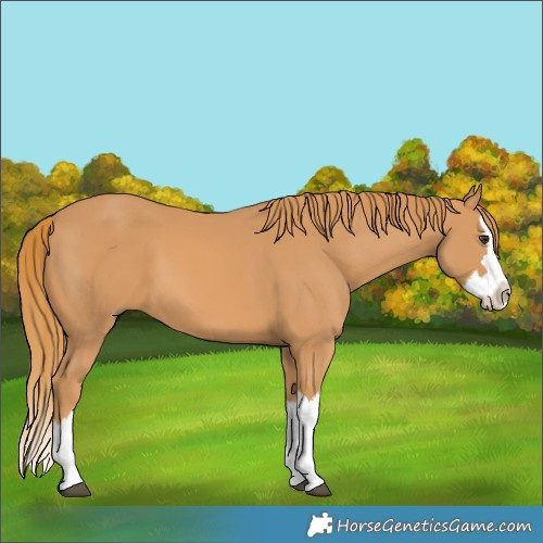 Horse Color:Chestnut Splash 