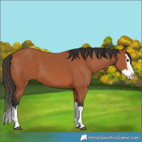 Horse Color:Bay Splash 
