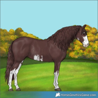 Horse Color:White Spotted Chocolate Black Rabicano 