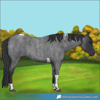 Horse Color:Blue Roan Tobiano