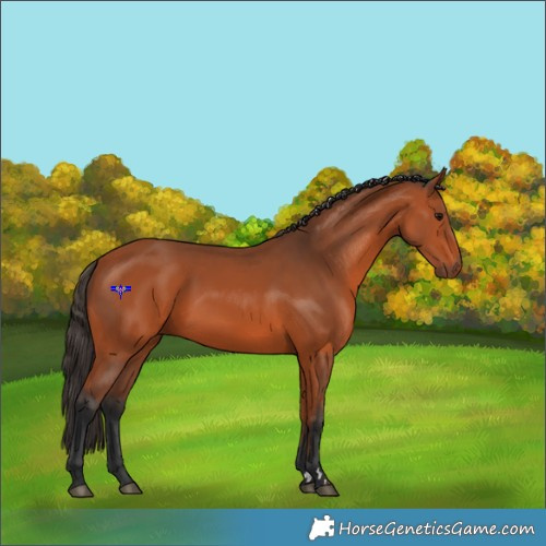 Horse Color:Bay 
