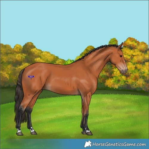 Horse Color:Bay 