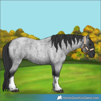 Horse Color:Blue Roan Tobiano