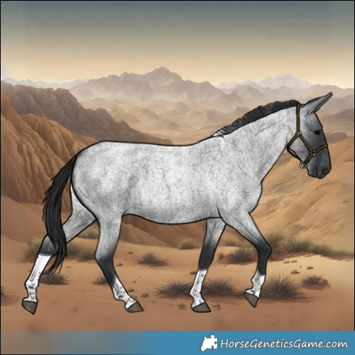 Horse Color:Blue Roan Tobiano 