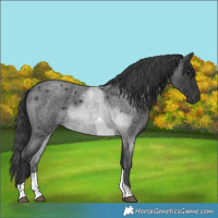 Horse Color:Blue Roan Tobiano 