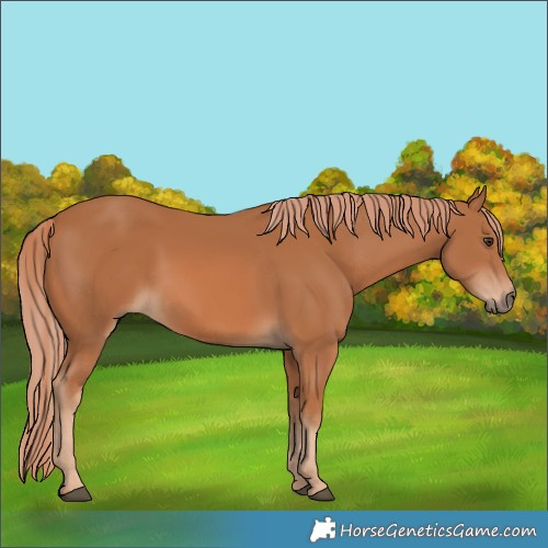 Horse Color:Chestnut 