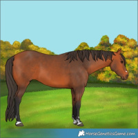 Horse Color:Bay 