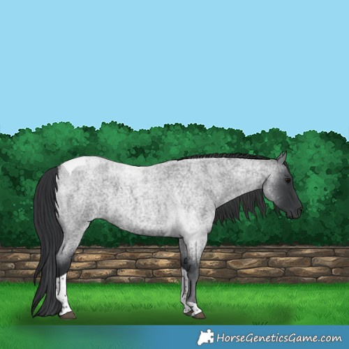 Horse Color:Blue Roan Tobiano 