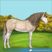 Horse Color:Perlino Splash  and Buckskin Pearl Splash 
