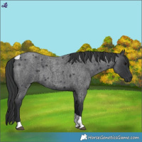 Horse Color:Blue Roan Tobiano