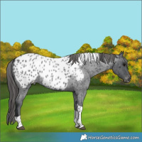 Horse Color:Blue Roan Tobiano Near Leopard