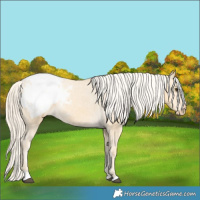 Horse Color:Palomino Tobiano Appaloosa 