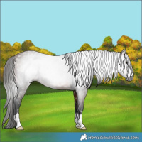 Horse Color:Gray Bay 