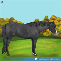 Horse Color:Black Splash Appaloosa 