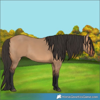 Horse Color:Bay Dun 