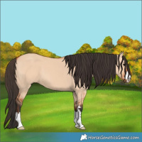 Horse Color:Bay Dun 