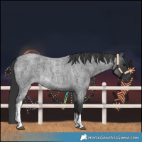 Horse Color:Blue Roan Tobiano 
