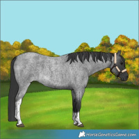 Horse Color:Blue Roan Tobiano