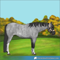 Horse Color:Blue Roan Tobiano 