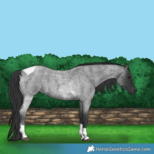 Horse Color:Blue Roan Tobiano 