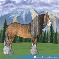 Horse Color:Palomino Splash  and Buckskin Splash 