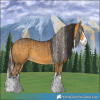 Horse Color:Palomino Splash  and Buckskin Splash 