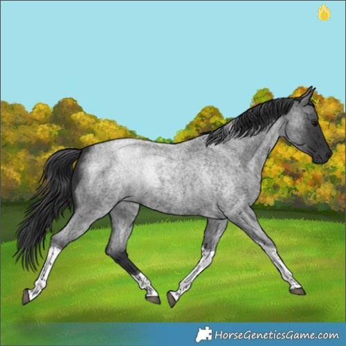 Horse Color:Blue Roan Tobiano