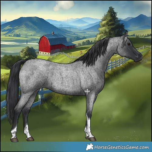 Horse Color:Blue Roan Tobiano 