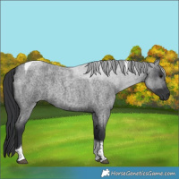 Horse Color:Blue Roan Tobiano