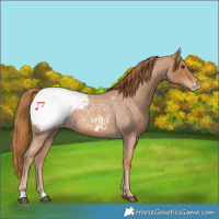 Horse Color:Red Roan Snowcap 