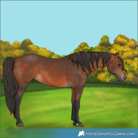 Horse Color:Bay 