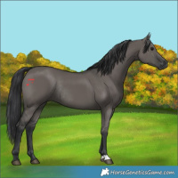 Horse Color:Grullo Rabicano 