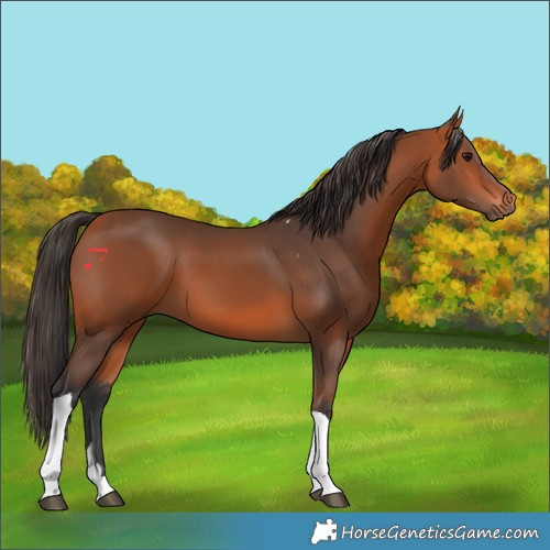 Horse Color:Bay Tobiano 