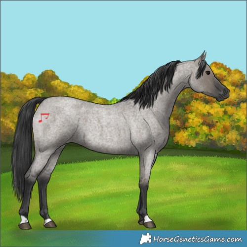 Horse Color:Grullo Roan Rabicano 