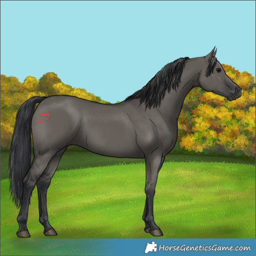 Horse Color:Grullo Rabicano 