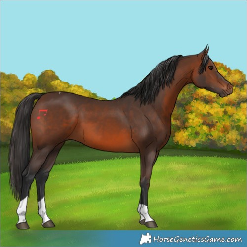 Horse Color:Brown Tobiano 