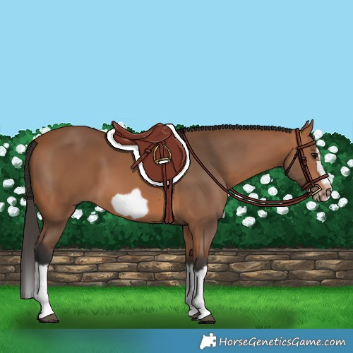 Horse Color:Bay Splash Frame 